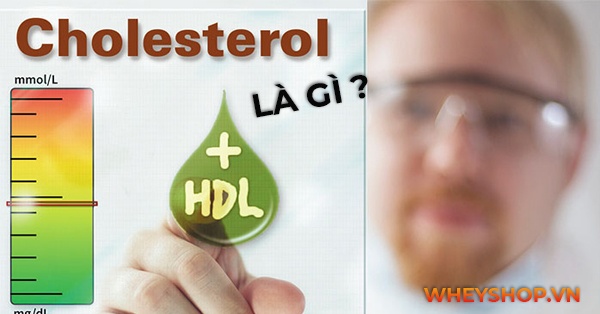 HDL cholesterol là gì? Tìm hiểu vai trò, lợi ích của HDL Cholesterol và dinh dưỡng và tập luyện thế nào để nâng cao nồng độ HDL Cholesterol cho người tập gym?