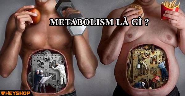 Metabolism là gì