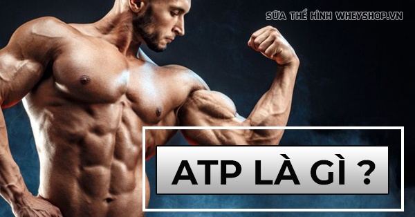 Nguồn năng lượng để cơ bắp của bạn hoạt động chính là ATP, vậy ATP là gì, người tập thể hình cần lưu ý gì để duy trì ATP khi tập gym?...