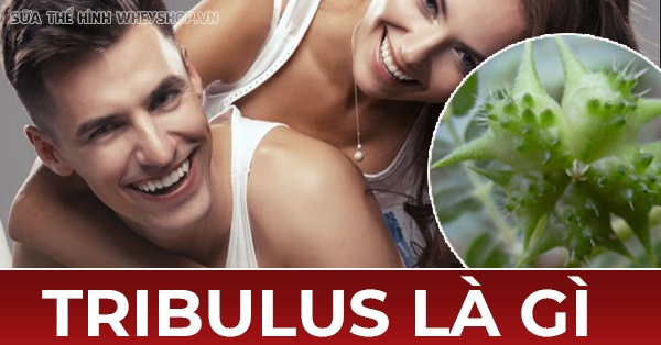 Tribulus là gì ? Tìm hiểu lợi ích của Tribulus có giúp cải thiện sinh lý, tăng testosterone không ? Tribulus Terretris có tốt không ...