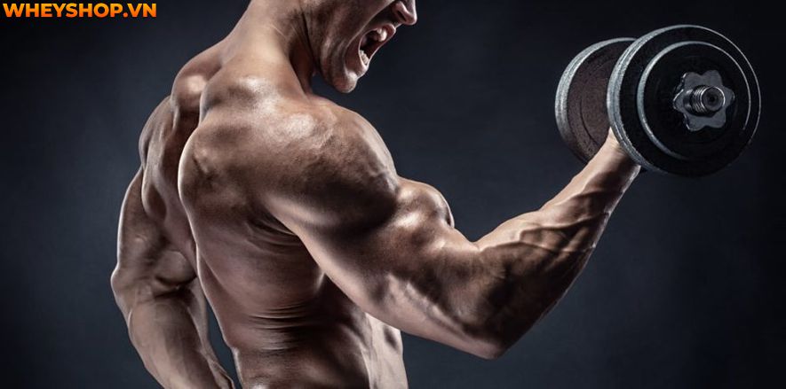 Nếu bạn đang băn khoăn không biết cách tăng sức mạnh cơ bắp hiệu quả thì hãy cùng WheyShop tham khảo 10 bài tập tăng sức mạnh cơ bắp hiệu quả nhất...