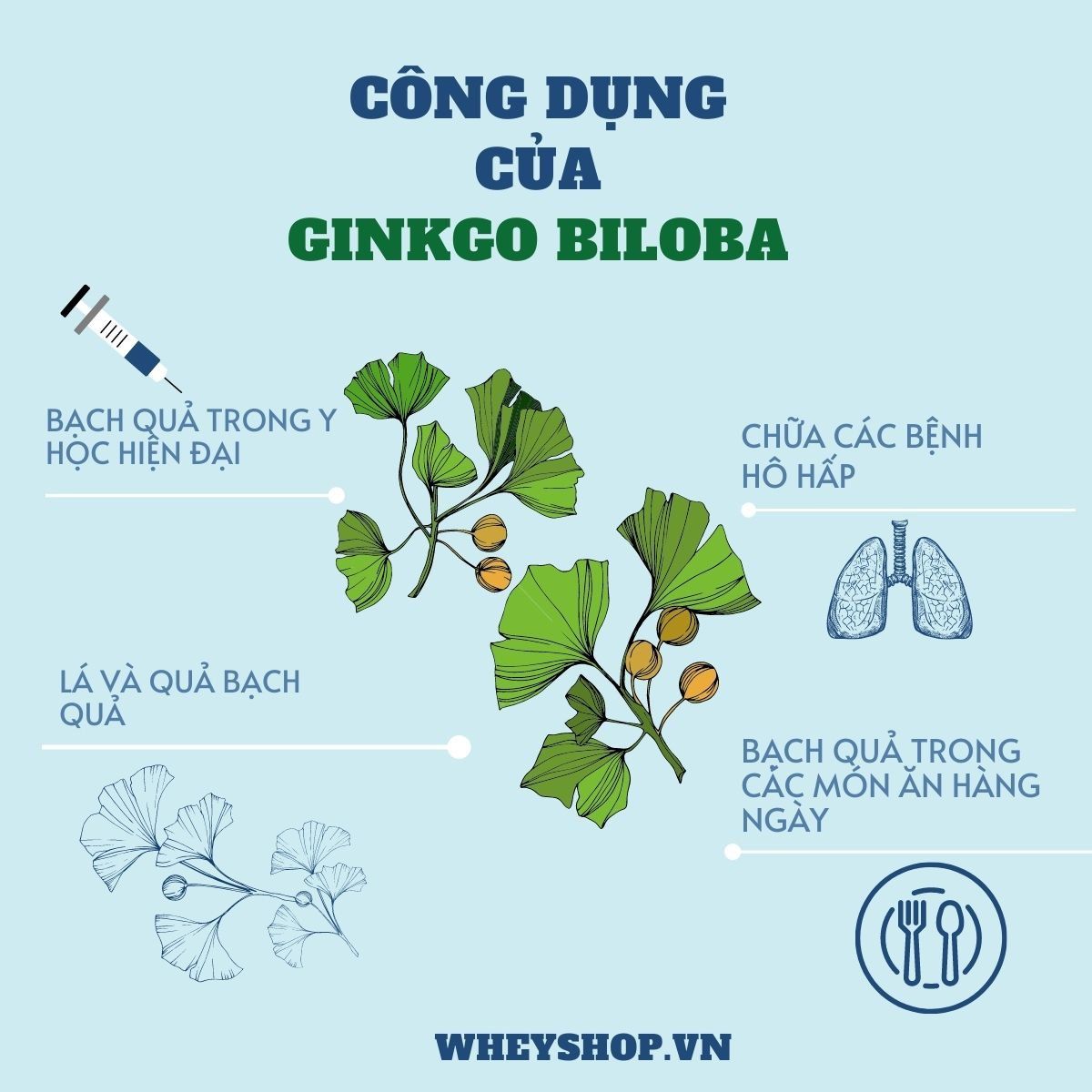 Ginkgo Biloba là gì? Tất cả những điều bạn cần biết về bạch quả