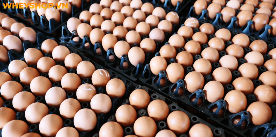 Trứng gà công nghiệp là loại trứng bán rất phổ biến ở chợ, dễ ăn và rất rẻ, đó là lý do nhiều gia đình sử dụng trứng gà công nghiệp để chế biến các món ăn....