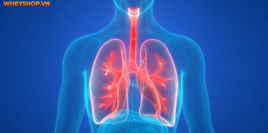 Phổi là cơ quan rất quan trọng trong cơ thể con người. Nếu bạn muốn tồn tại, bạn không thể sống mà không có phổi. Vậy phổi là gì? Nó nằm ở đâu trong cơ thể...