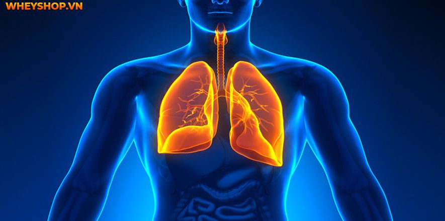 Phổi là cơ quan rất quan trọng trong cơ thể con người. Nếu bạn muốn tồn tại, bạn không thể sống mà không có phổi. Vậy phổi là gì? Nó nằm ở đâu trong cơ thể...