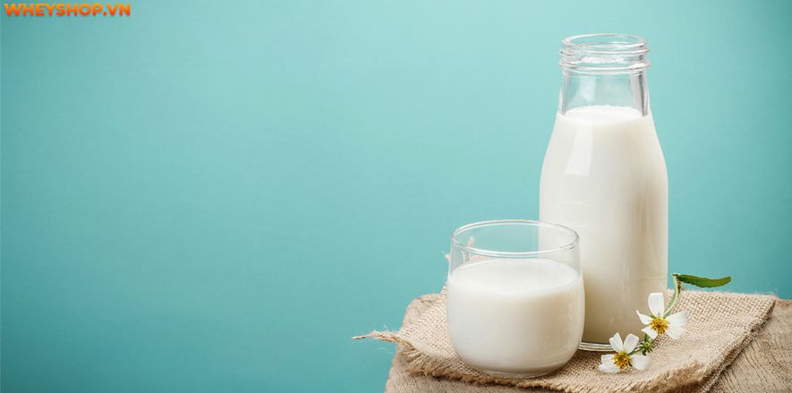 Nếu bạn đang băn khoăn Sữa nào chứa nhiều canxi nhất thì hãy cùng WheyShop tham khảo ngay top 10 Sữa nào chứa nhiều canxi qua bài viết...