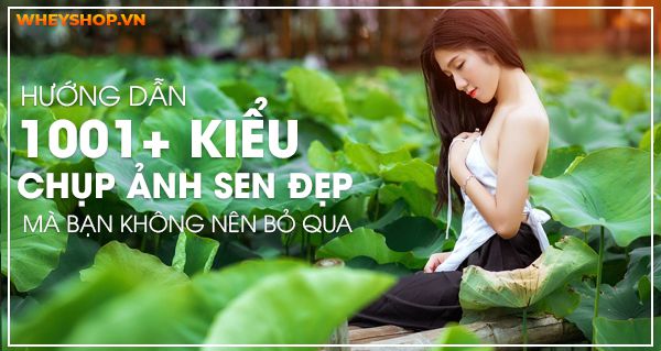 Chụp ảnh sen: Sen tượng trưng cho sự thanh tịnh, còn chụp ảnh sen sẽ giúp bạn lưu lại những khoảnh khắc đẹp, sắc màu trong thiên nhiên. Cùng với đó, bạn cũng có cơ hội tìm hiểu thêm về loài hoa này, với những thông tin thú vị và dịch vụ du lịch hấp dẫn tại những điểm chụp sen tại Việt Nam.