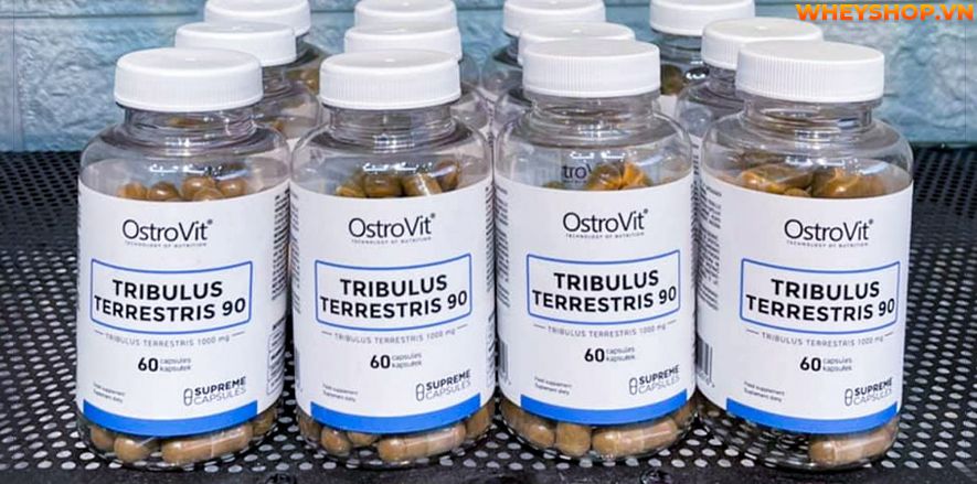 Nếu bạn đang băn khoăn Ostrovit Tribulus Terrestris có tốt không thì hãy cùng WheyShop review đánh giá Ostrovit Tribulus Terrestris qua bài viết...